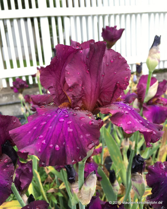 Iris barbata-elatior 'Hot Spiced Wine'