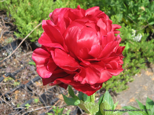Paeonia 'Henry Bockstoce'