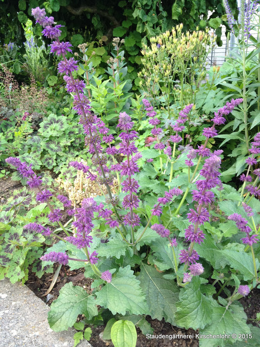 Salvia verticillata 'Purple Rain'