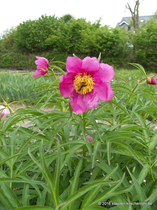 Paeonia anomala ssp. anomala   NIS