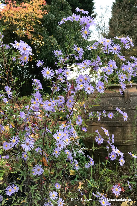 Symphyotrichum laeve 'Novemberblau'