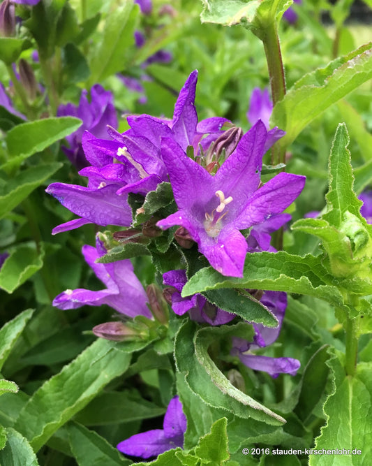 Campanula glomerata 'Freya' ®