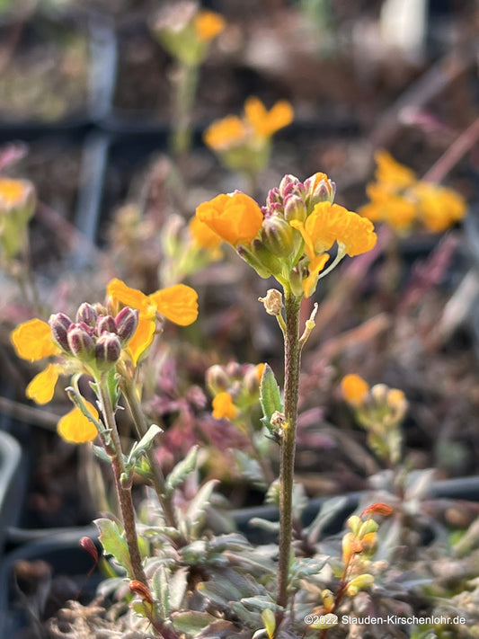 Erysimum pulchellum 'Orange Flame'