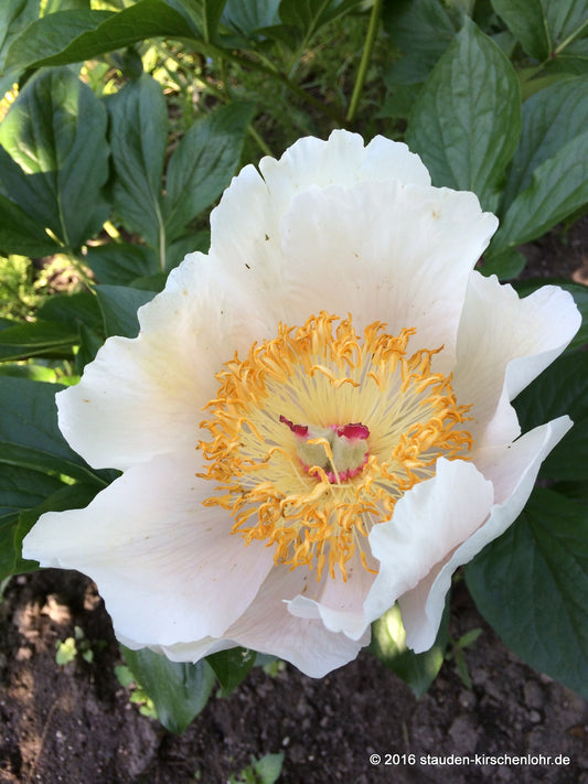 Paeonia 'Archangel'