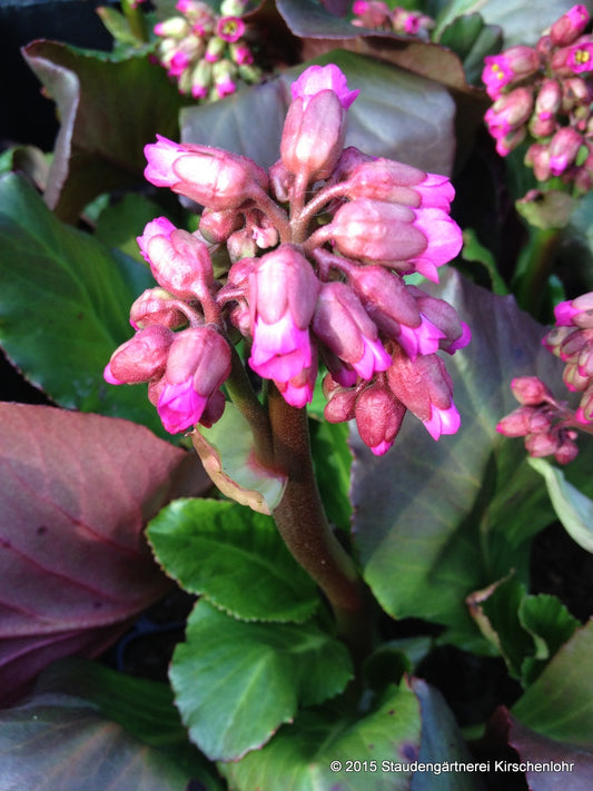 Bergenia 'Abendglocken'