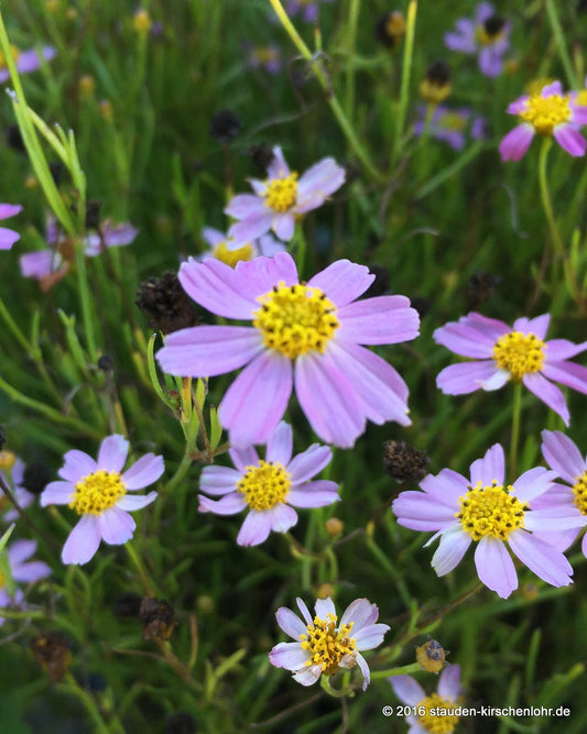 Coreopsis rosea 'American Dream'