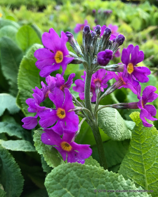 Primula beesiana