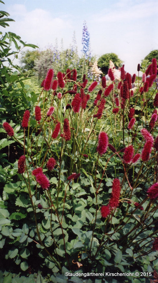 Sanguisorba menziesii