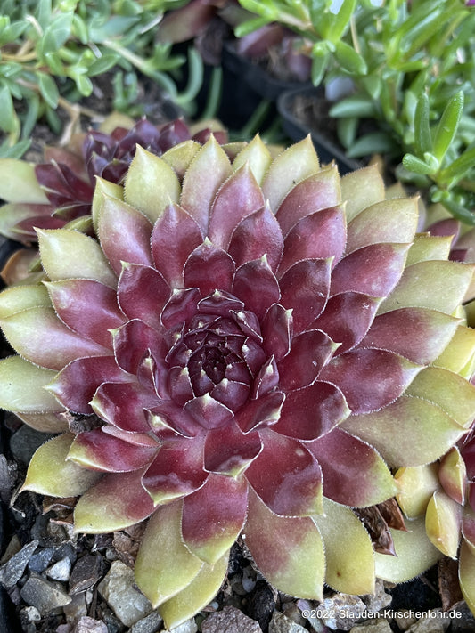 Sempervivum 'Dr Fritz Köhlein'