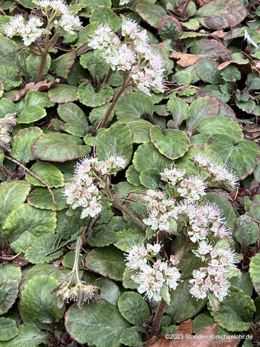 Chrysosplenium macrophyllum