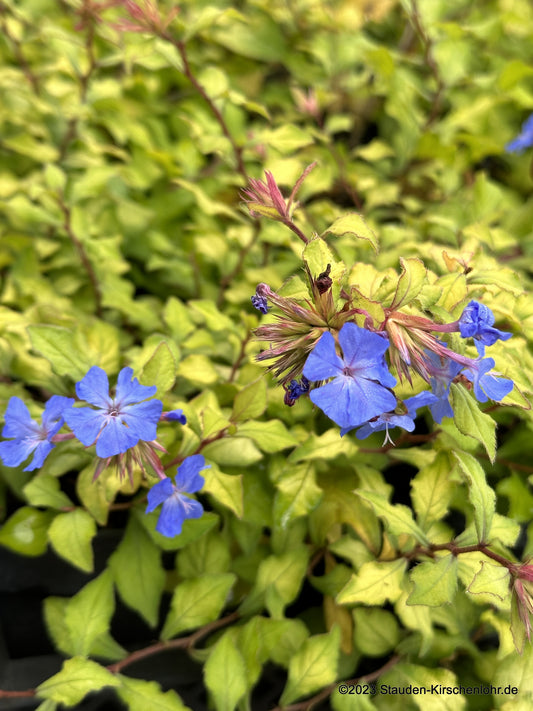 Ceratostigma willmottianum 'Sapphire Ring' ®