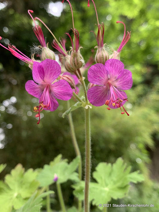 Geranium macrorrhizum