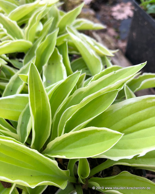 Hosta 'Iced Lemon'