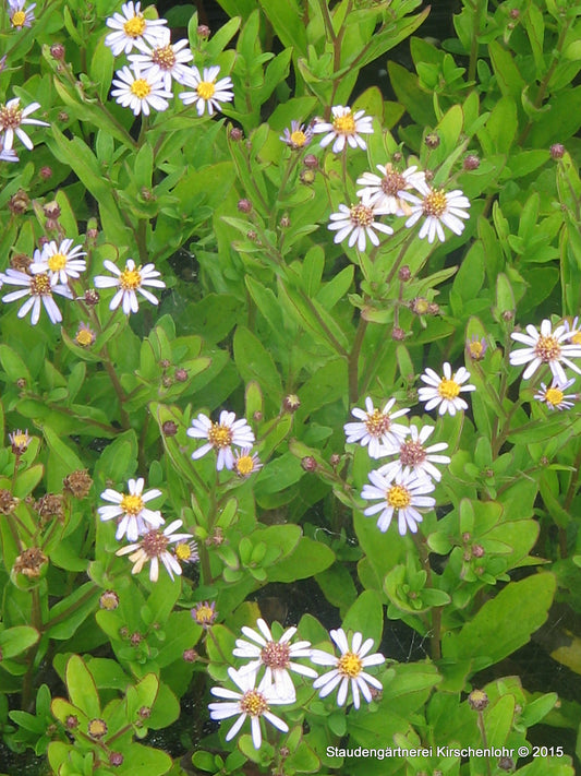 Aster ageratoides 'Adustus Nanus'