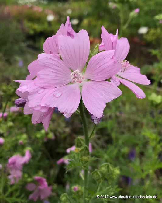 Malva moschata