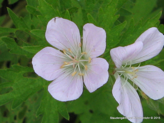 Geranium sylvaticum 'Baker´s Pink'
