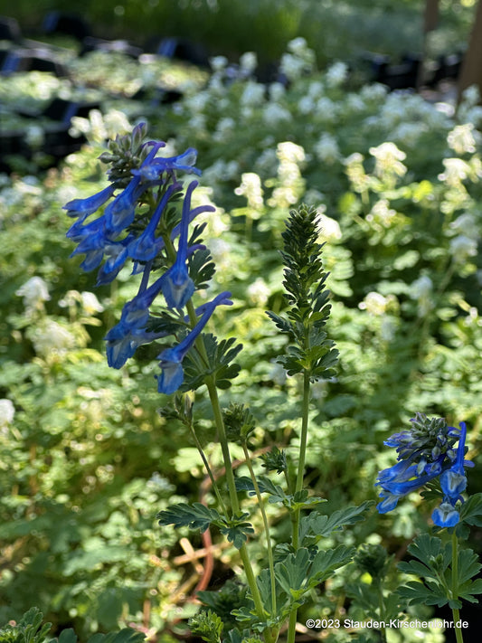 Corydalis calycosa