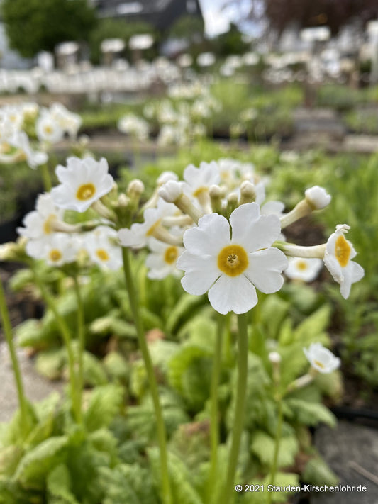 Primula japonica 'Alba'