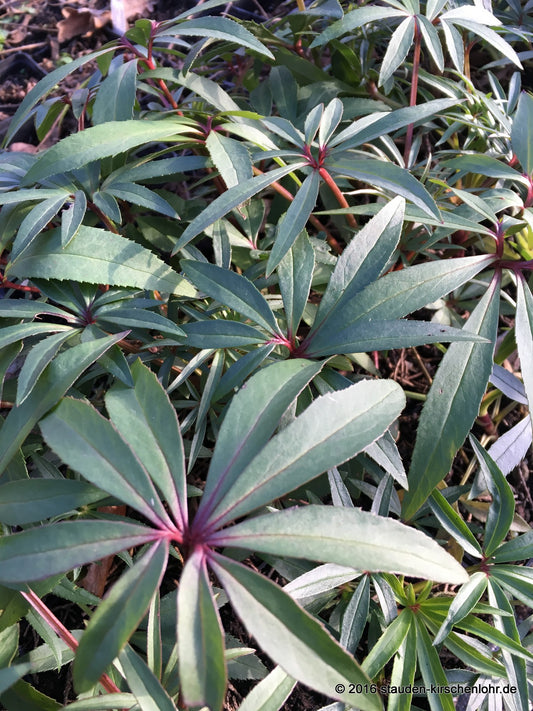 Helleborus foetidus 'Wester Flisk'