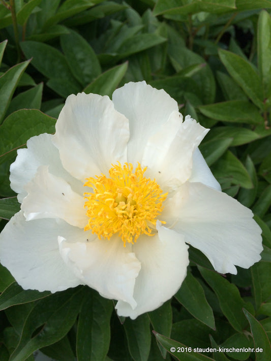 Paeonia 'Krinkled White'
