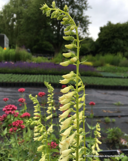 Digitalis lutea