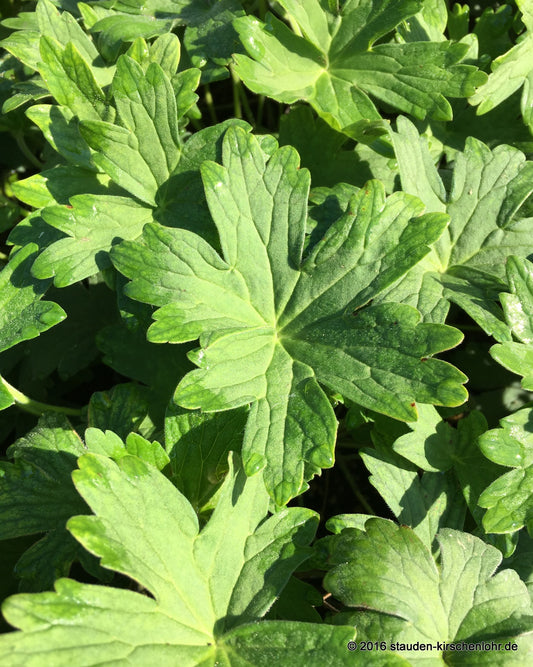 Geranium wlassovianum 'Typ Crûg Farm'