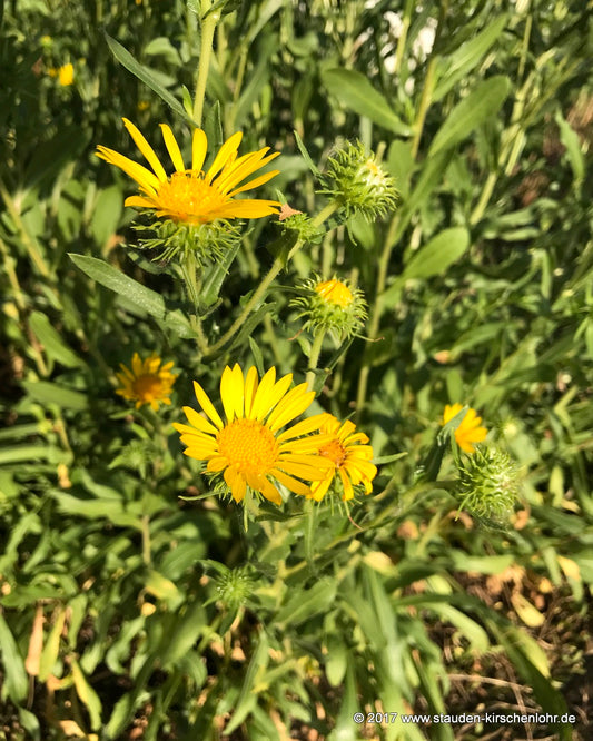 Grindelia robusta