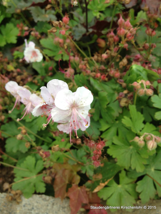 Geranium x cantabrigiense 'Biokovo'