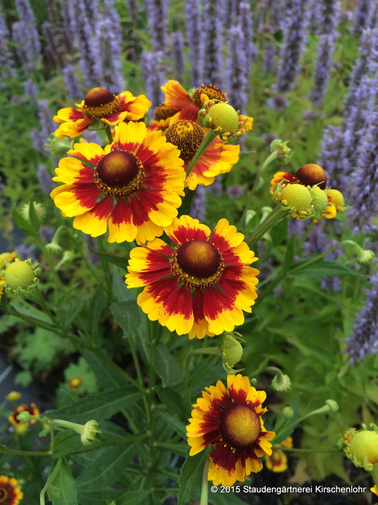Helenium 'Helga'