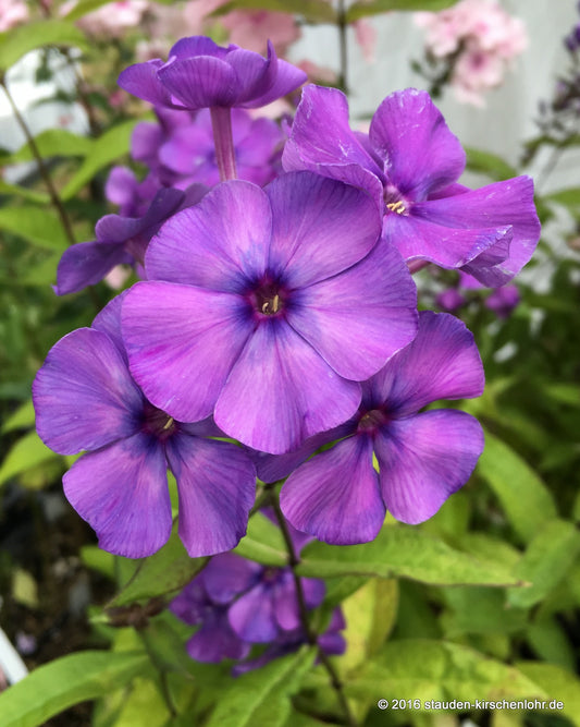 Phlox paniculata 'Blue Paradise'