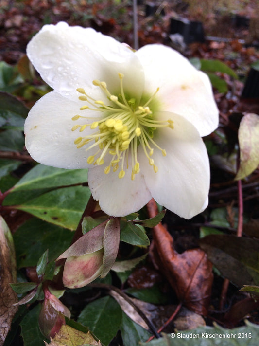 Helleborus niger subsp. niger