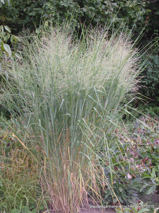 Panicum virgatum 'Cloud Nine'