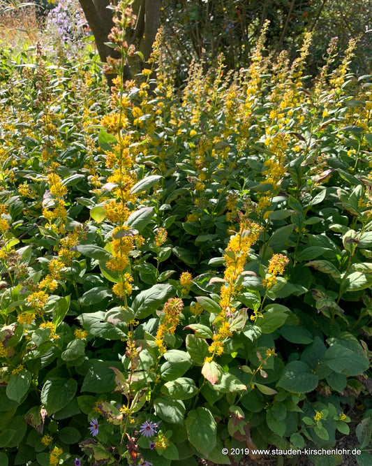 Solidago flexicaulis