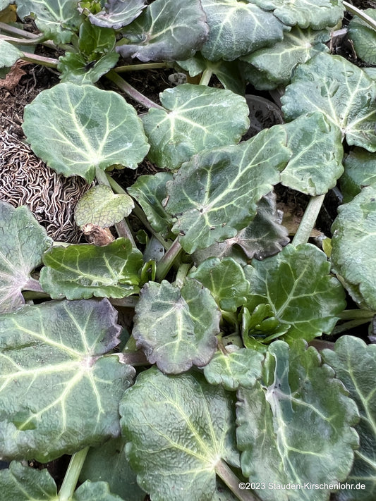 Eryngium variifolium