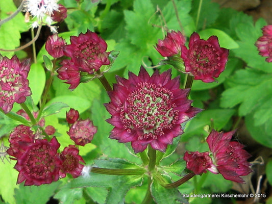 Astrantia major 'Moulin Rouge' ®