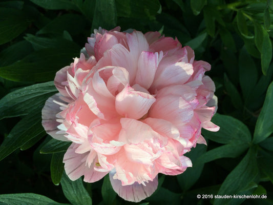 Paeonia officinalis 'Mutabilis Plena'