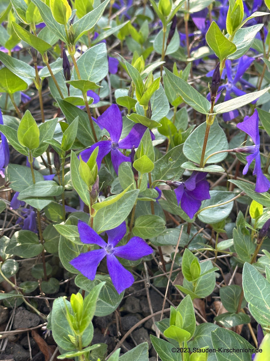 Vinca major