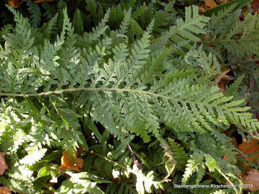 Polypodium x mantoniae 'Cornubiense'
