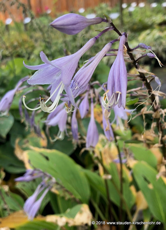 Hosta kikutii var. kikutii
