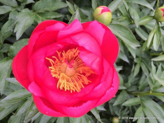 Paeonia 'Ellen Cowley'