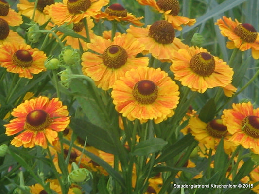 Helenium 'Hartmut Rieger'