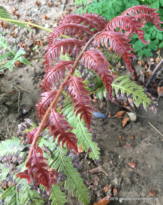 Woodwardia unigemmata