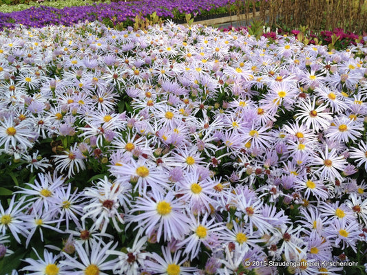 Symphyotrichum dumosum 'Silberteppich'