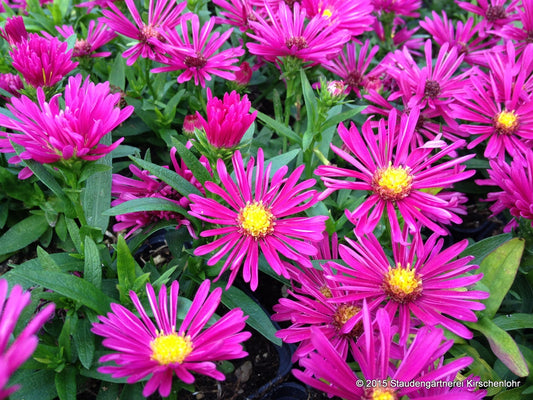 Symphyotrichum dumosum 'Jenny'