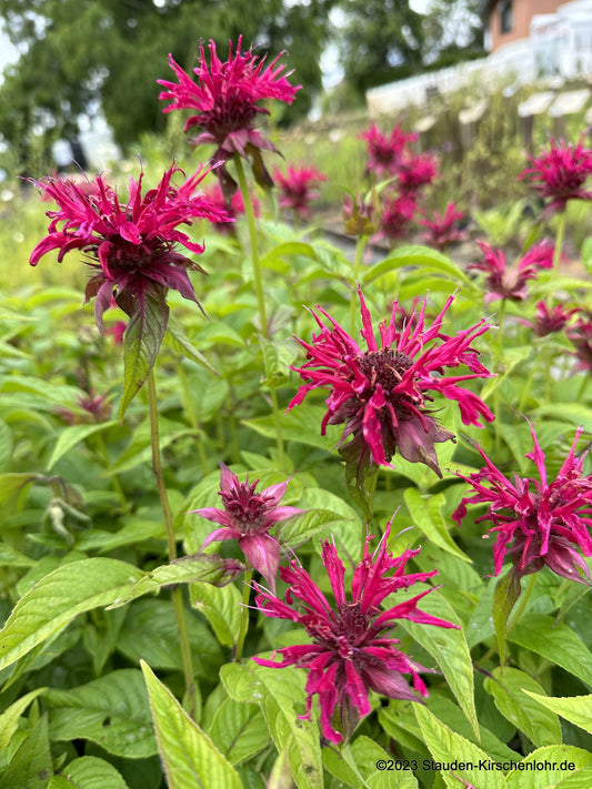 Monarda 'Mahogany'