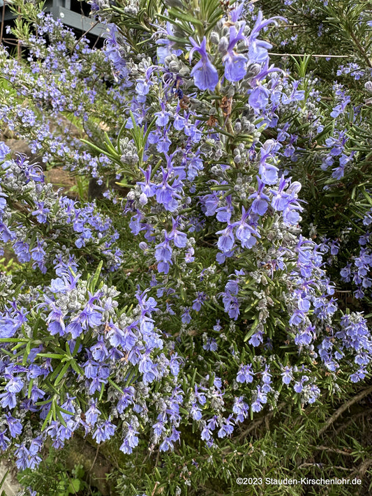 Salvia rosmarinus 'Blaulippe'  (Rosmarinus)