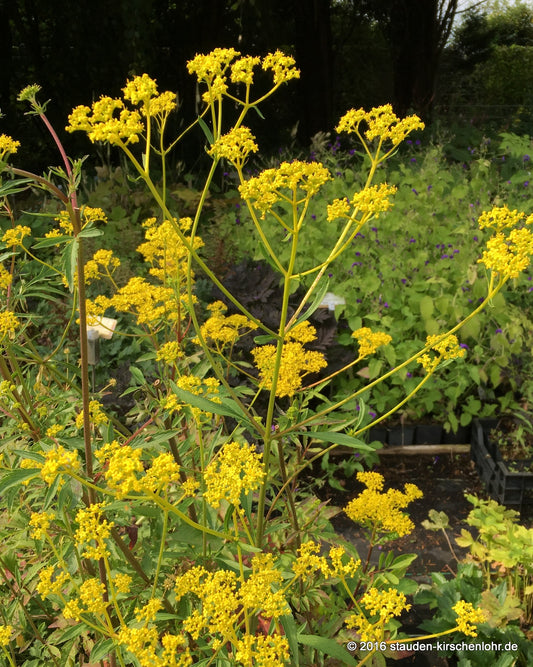 Patrinia scabiosifolia