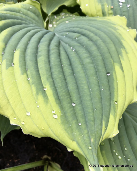 Hosta 'Spartacus'