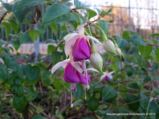 Fuchsia 'Rose of Castile Improved'