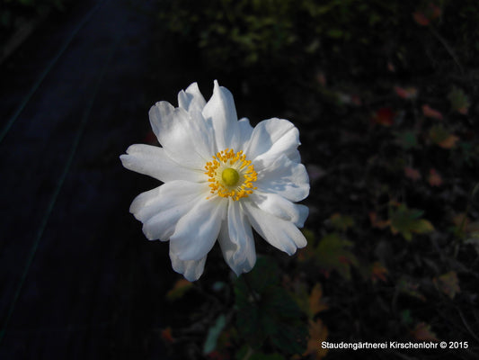 Anemone (Autumn Double Group) 'Whirlwind'